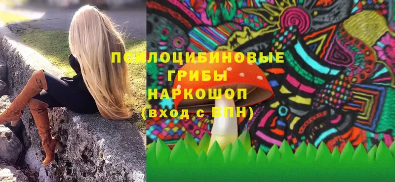 Псилоцибиновые грибы Psilocybe  Черкесск 